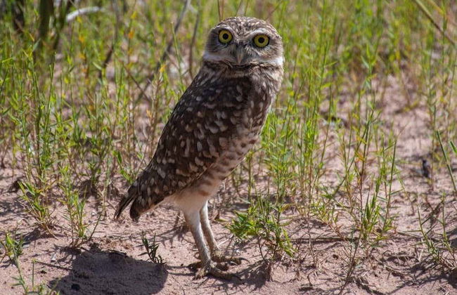 Tour en 4x4 por la Ciudad de Piedra + Snorkel - Foto 3