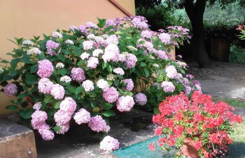 Poggio al Tesoro Crespina Pisa - Foto 45