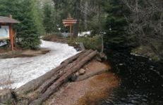 Waldgeflüster - Photo 21