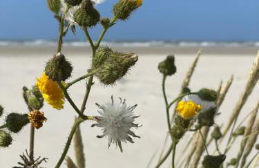Langeoog-Villa Apollonia - Foto 10