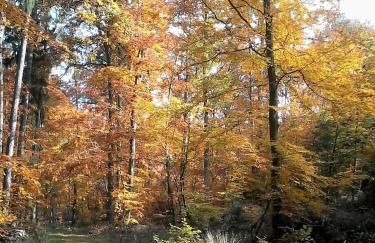 Rheintalblick St Goar Loreley - Foto 16