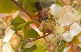 Azienda Agrituristica La Janna di la Faj - Foto 39