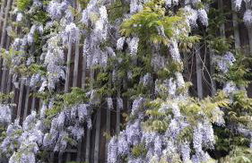 Ferienwohnung Blauregen - NEU ab März 2026 - Foto 12