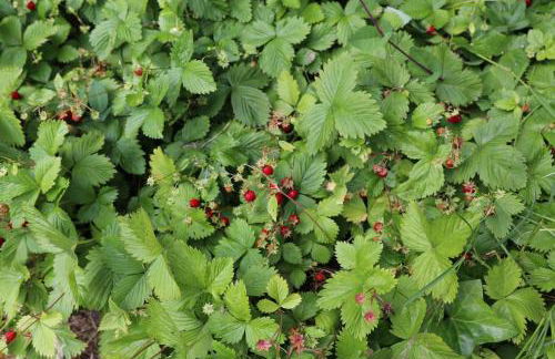 Ferienwohnung Wiesenblick in Seiffen - Foto 10