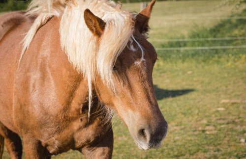 Schäfer's Ferienhof Michaelsberg - Foto 71