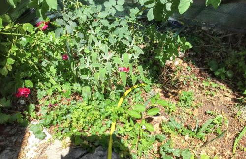 Maison de charme à Vachères avec jardin et vue montagne - Foto 24