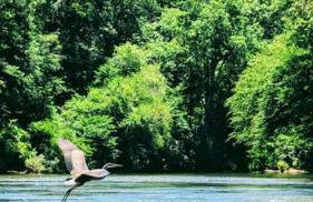 River Retreat Cabin - Living Water Farm - Foto 5