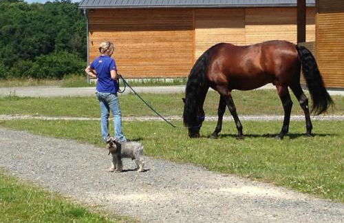 Domaine équestre de la Chênaie - Foto 25