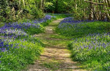 The Granary - Wood Farm Barn. Luxury Barn with wonderful countryside views - Foto 38