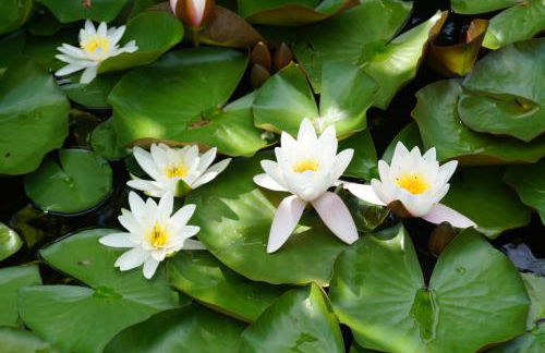 Spreewald-Domizil - Foto 7