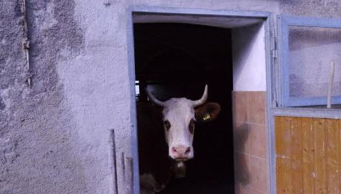 Biohof Unterstadl - Foto 2