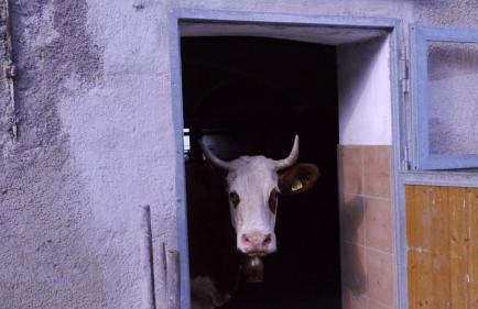 Biohof Unterstadl - Foto 2