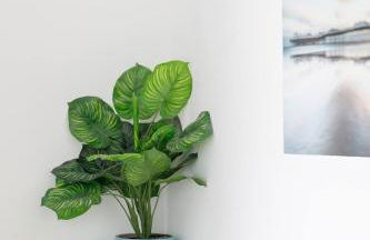 Central quiet cottage Walk to shops, bars & beach - Foto 29