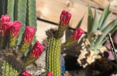 Game Room! Mid Century Danish Home in Downtown Solvang - Foto 20