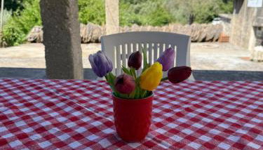 Apartman Desa Babino zlato - Foto 3