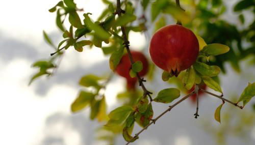 La Posidonia - Foto 5