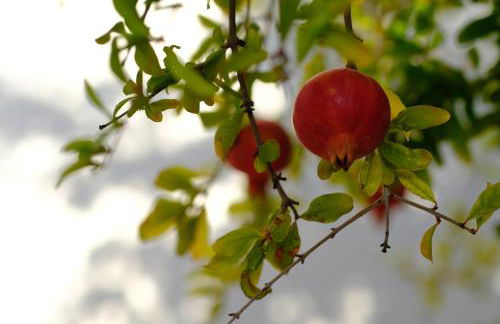 La Posidonia - Foto 5