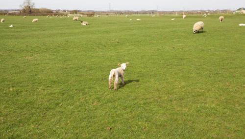 Dunnimere Farm stay with Hot Tub - up to 20 - Foto 5