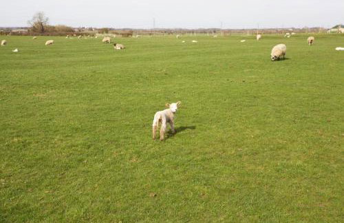 Dunnimere Farm stay with Hot Tub - up to 20 - Foto 5