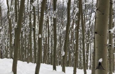 Beaver Creek 2 Bed 2 Bath Condo 1 MIN Walk to Elk Lot - Foto 15