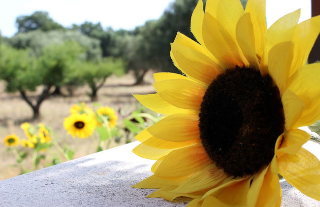 Trullo Madia with Shared Hot Tub in Nature - Foto 31