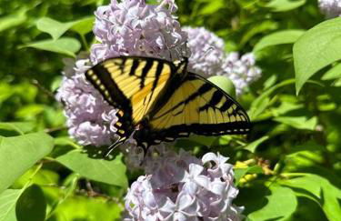 Iron Gate Chalet - 5 Minutes to Smugglers Notch! - Foto 7