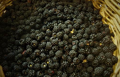 Agriturismo Becerca Vegan - Foto 25