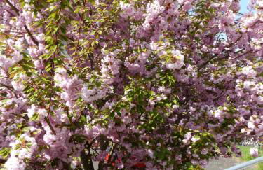 Anduns - Ferienhaus - Foto 13