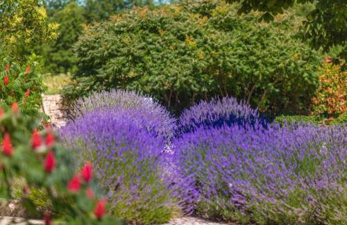 Villa Branko Istria - Foto 24