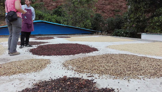 Learning about the different types of coffee