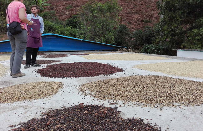Visite autour du café dans la ferme Casa Vieja - Photo 3