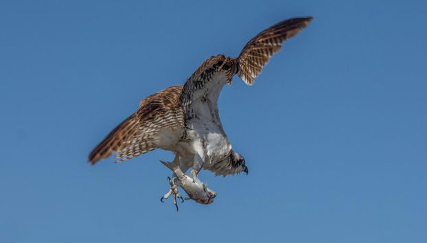 Passeio de Observação de Aves em Todos Santos - Foto 2