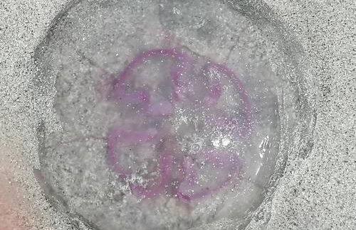 The Fisherman's Snug self catering North Uist - Foto 43