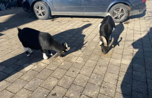 Ferienwohnung Cilli - Foto 23