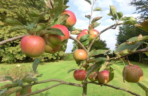 Kastanienhof - Foto 14