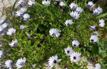 Casa Corofulu Oliena - IUN P2139 - Foto 8