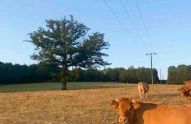 Home in Champagnac La Riviere with shared pool - Foto 32
