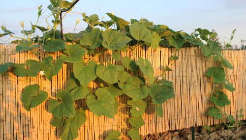 CASADORATA buen retiro vista mare - Foto 5, Garden