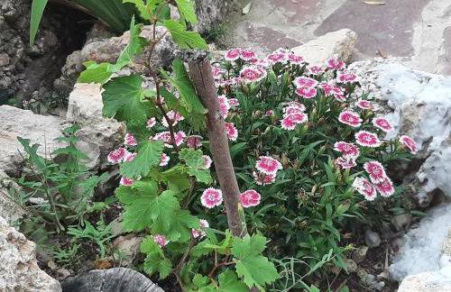 Casa Rural Garnacha de Borja has a Barbacue and Terrace - Foto 140