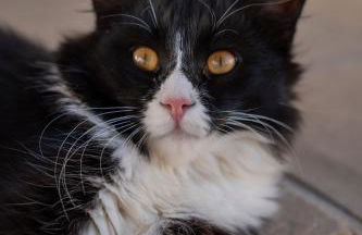 Terra dei Bisonti - Foto 56