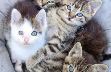 Ferienhof Broger FeWo Bergblickle mit Pool - Foto 24