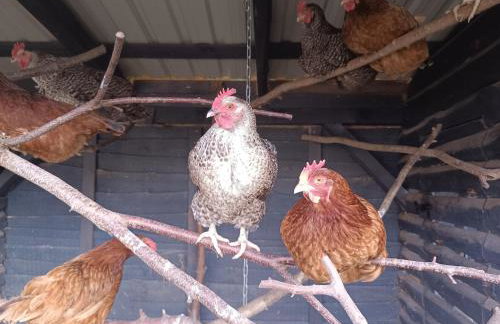 Agroturystyka Pod Pstrągiem - Foto 52