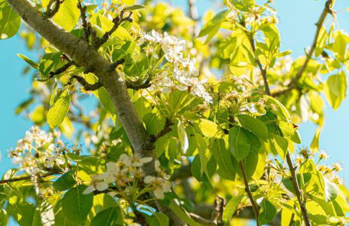 Casa RiVa - Among olive trees and the Tuscan coast - Photo 34