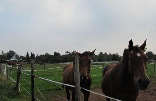 Ferienwohnung "Eifelstueffje" - Foto 81