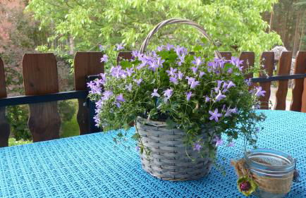 Amselgarten - Foto 60