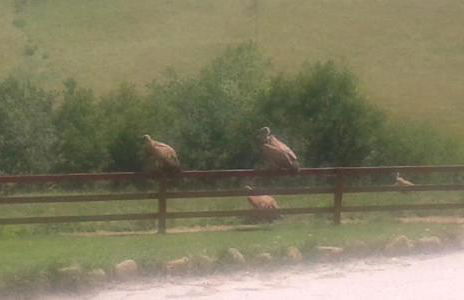 Axuri-alde - Foto 21