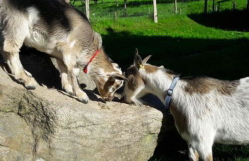 Ferienwohnungen Maierhof Oberried - Foto 71