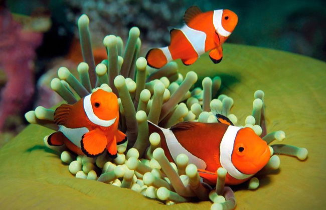 Palma Aquarium - Ticket - Foto 1