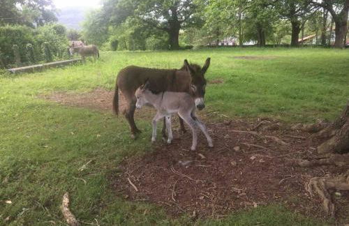 GITE URSUYA 3 étoiles de plain-pied idéalement situé - Foto 52