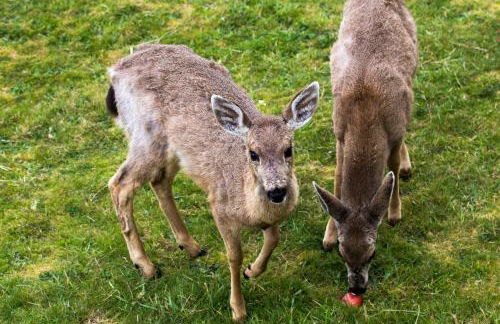 Eagles View Condo in Ocean Shores with 3 Balconies - Foto 37
